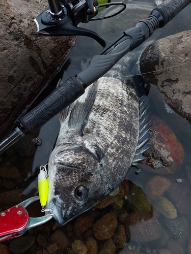 チヌの釣果