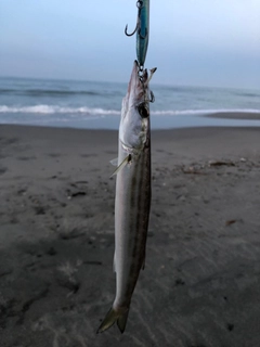 カマスの釣果