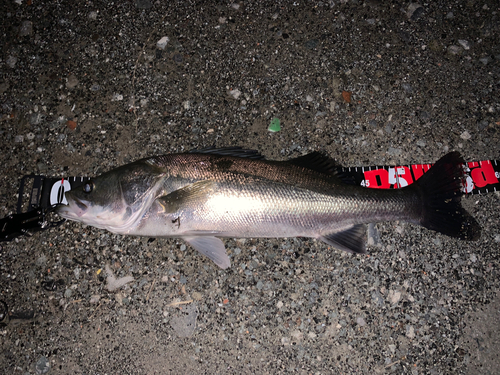 スズキの釣果