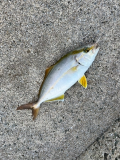 ショゴの釣果