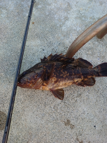 タケノコメバルの釣果