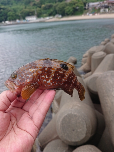 キジハタの釣果