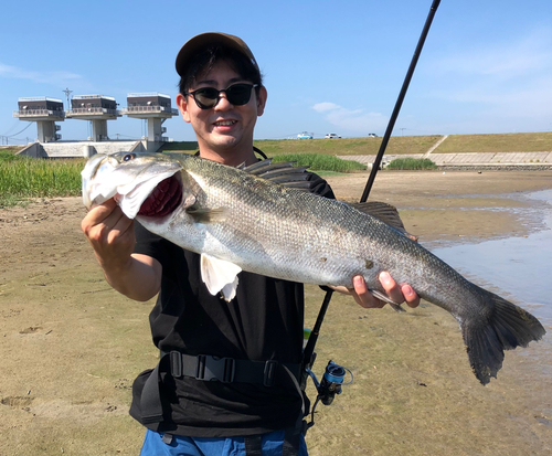 スズキの釣果