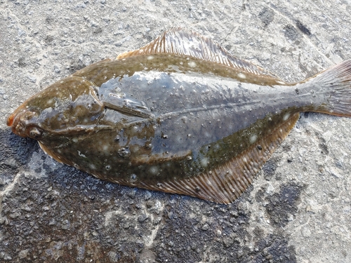 カレイの釣果