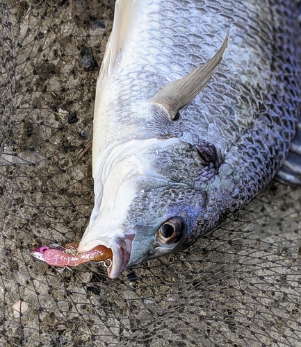 キビレの釣果