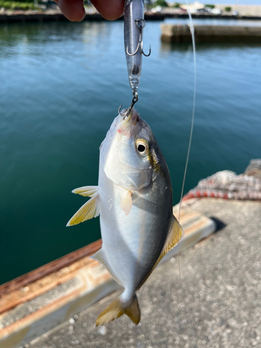 ショゴの釣果