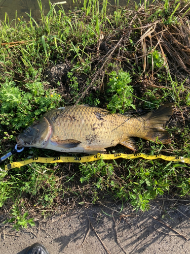 コイの釣果