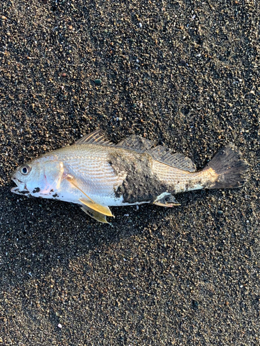 イシモチの釣果