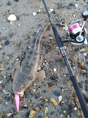 マゴチの釣果