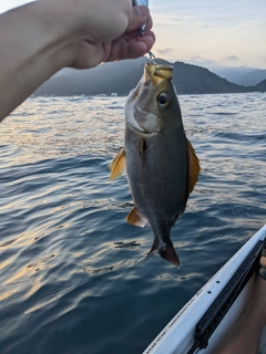 イサキの釣果