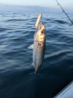 サバの釣果