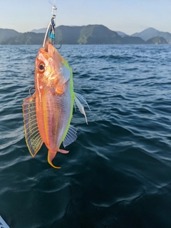 イトヨリダイの釣果