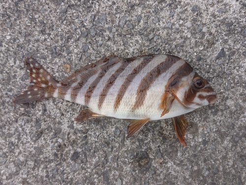 タカノハダイの釣果