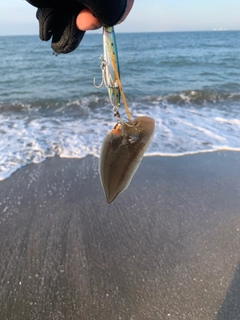 シタビラメの釣果