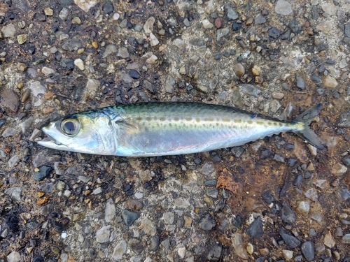 サバの釣果