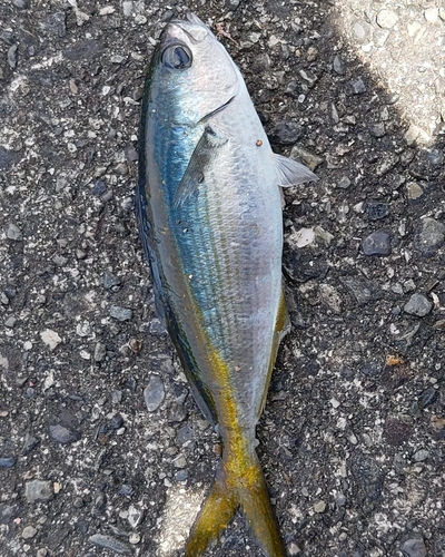 タカベの釣果