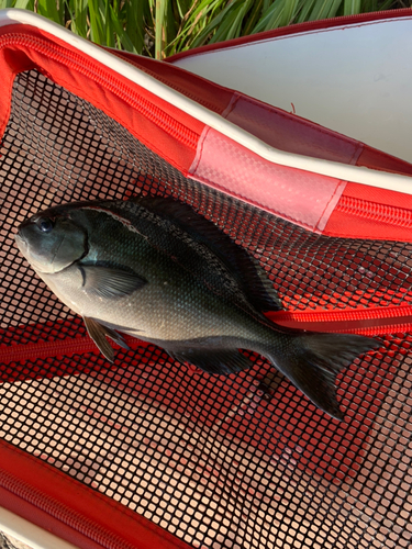 クチブトグレの釣果