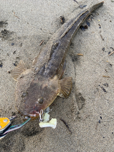 マゴチの釣果