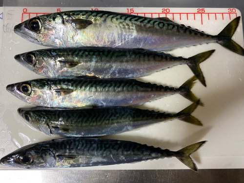 サバの釣果