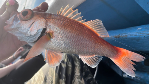 アカムツの釣果