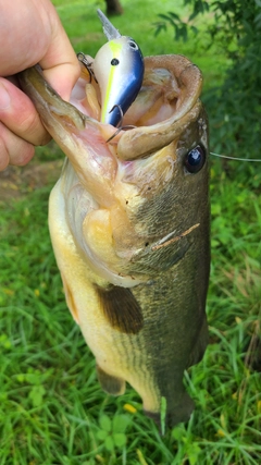 ラージマウスバスの釣果