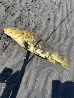 ヒラスズキの釣果
