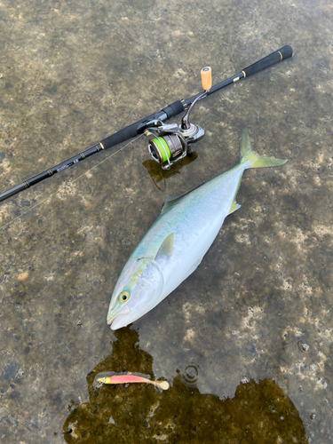 イナダの釣果