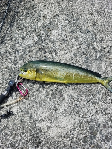 シイラの釣果