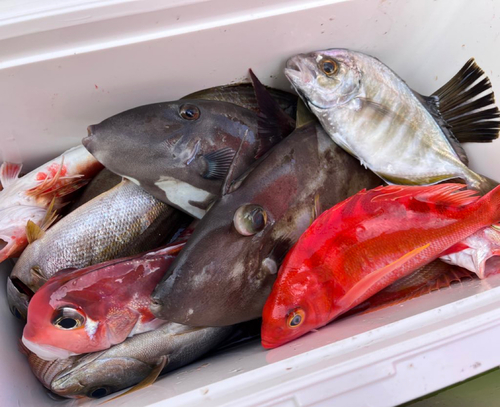 ウマヅラハギの釣果