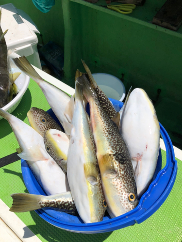 ショウサイフグの釣果