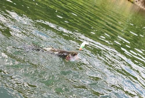 ニジマスの釣果