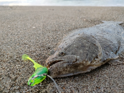 ヒラメの釣果