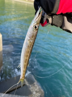 カマスの釣果