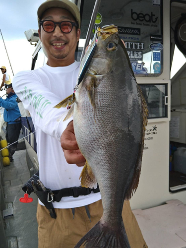 イサキの釣果