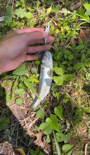 ハスの釣果