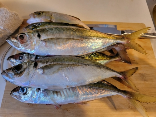 アジの釣果