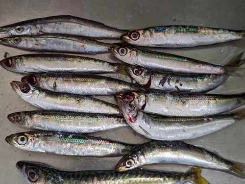 ウルメイワシの釣果