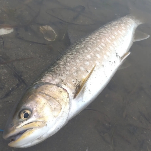 アメマスの釣果