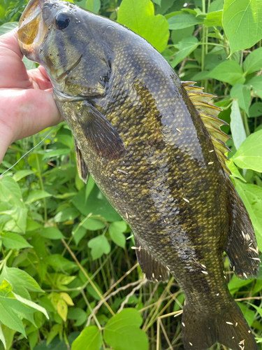 スモールマウスバスの釣果