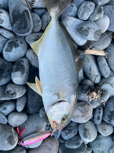 ショゴの釣果