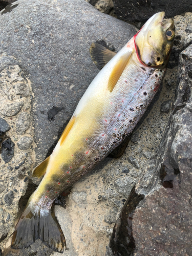 ブラウントラウトの釣果