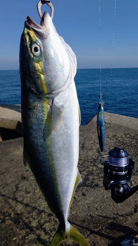 イナダの釣果