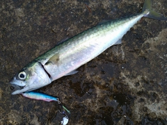 サバの釣果