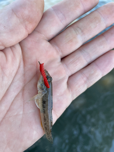 ハゼの釣果