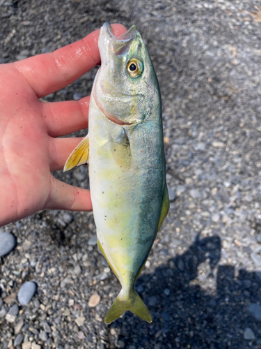 ショゴの釣果