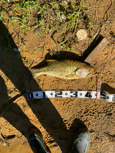 釣果