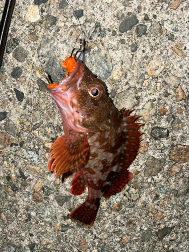 カサゴの釣果