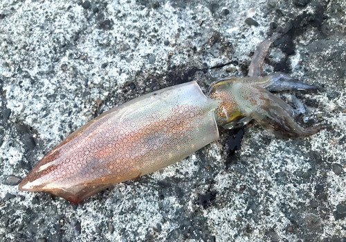 ケンサキイカの釣果