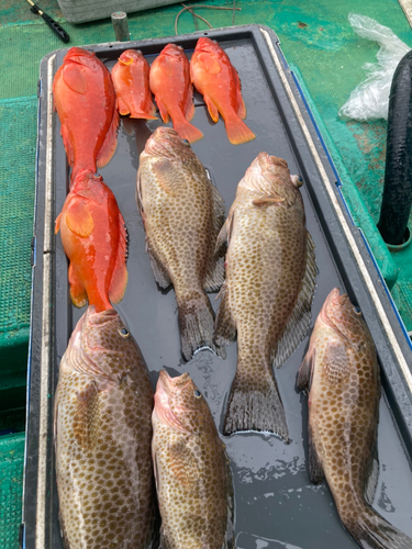 オオモンハタの釣果