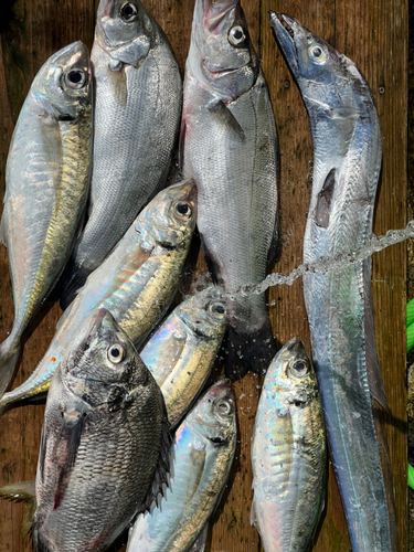 タチウオの釣果